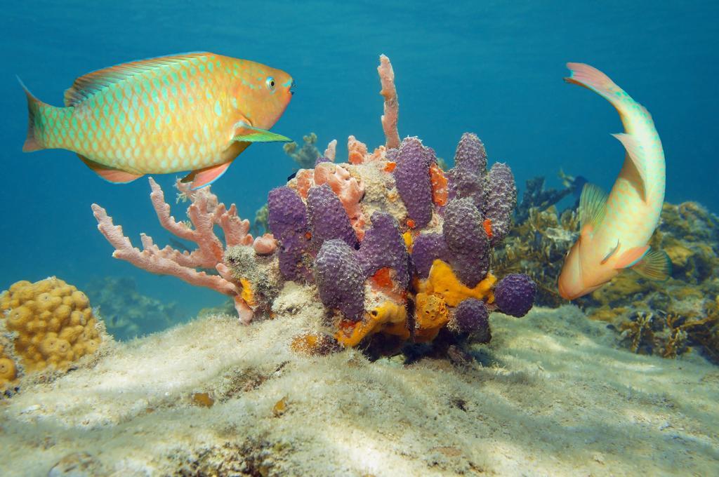 Dormio Bonaire Village Phòng bức ảnh
