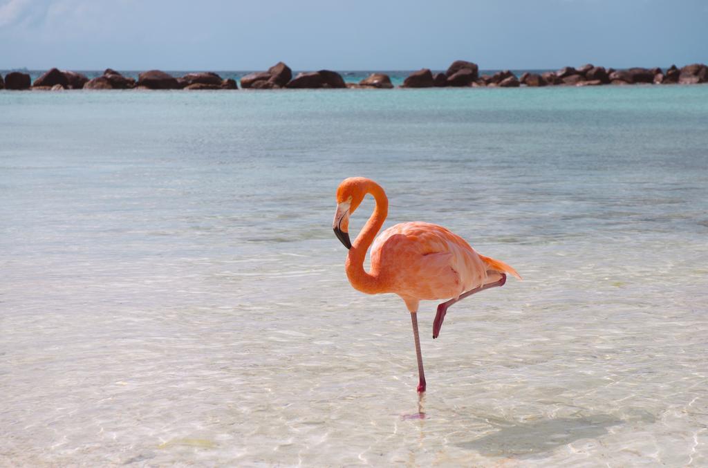 Dormio Bonaire Village Phòng bức ảnh